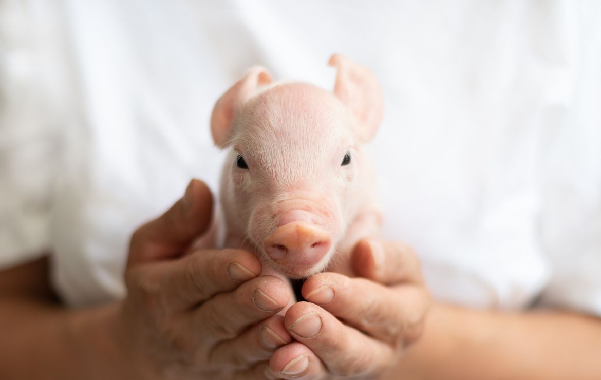 Bienestar porcino: la importancia de unas instalaciones adecuadas